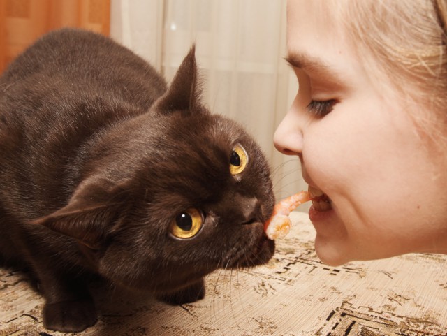 Мой кот. Это нормально?