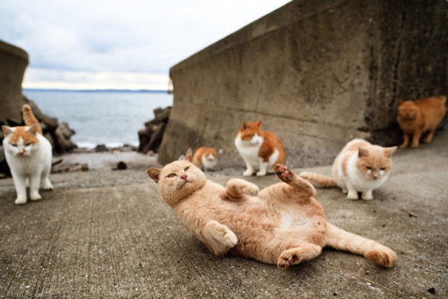 Коты и Кошки