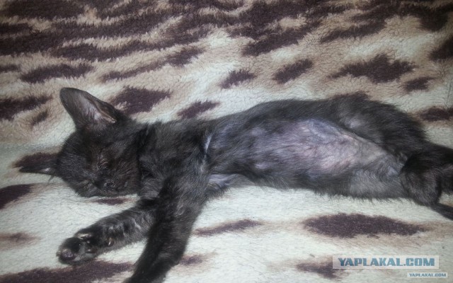 Он лежал возле гаражей в 2-х метрах от мусорного бака...