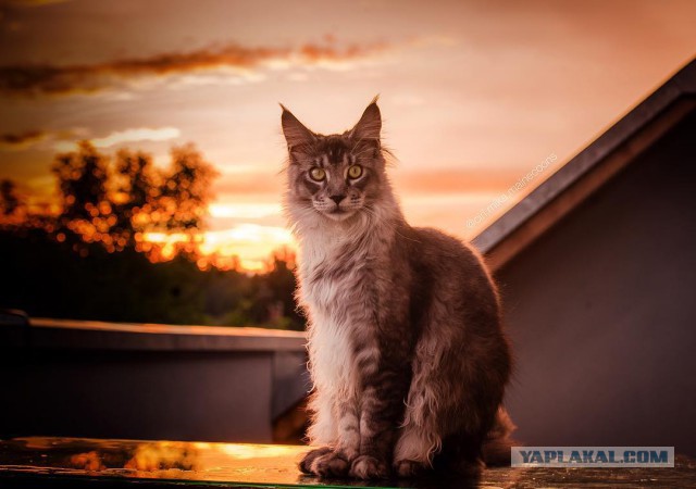 "Котовторник 26.09.2017"