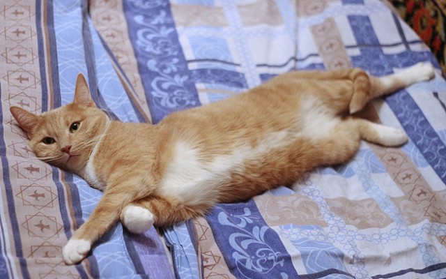 Мой спящий рыжий кот