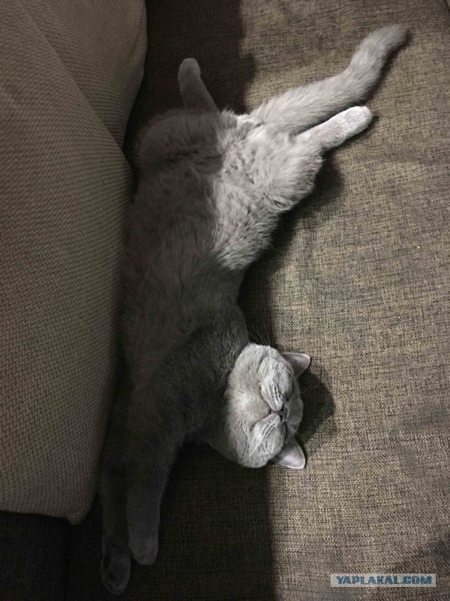 Котовторник 27.03.2018