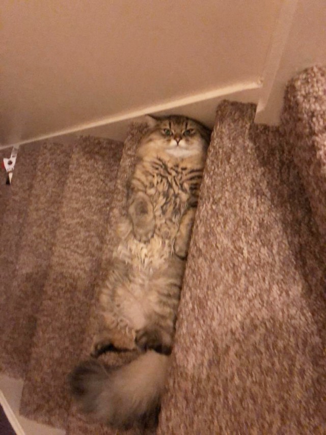 Прикольных котов пост