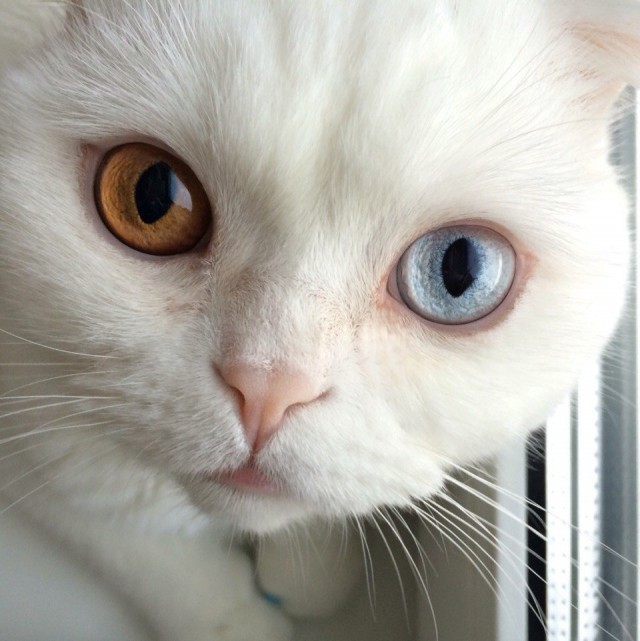Немного милоты