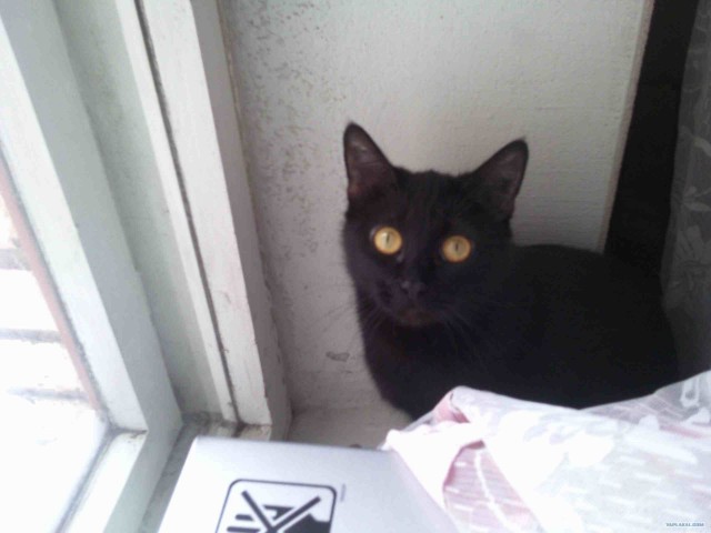 Котовторник