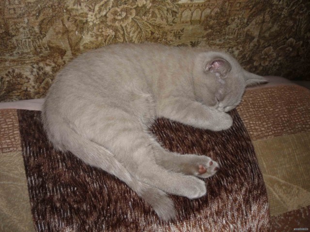 Котовторник на горячее - 20.07.2010