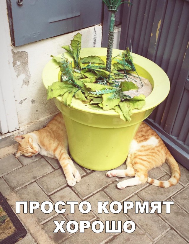 Немного милоты