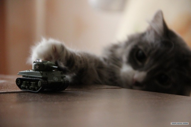 Котовторник!