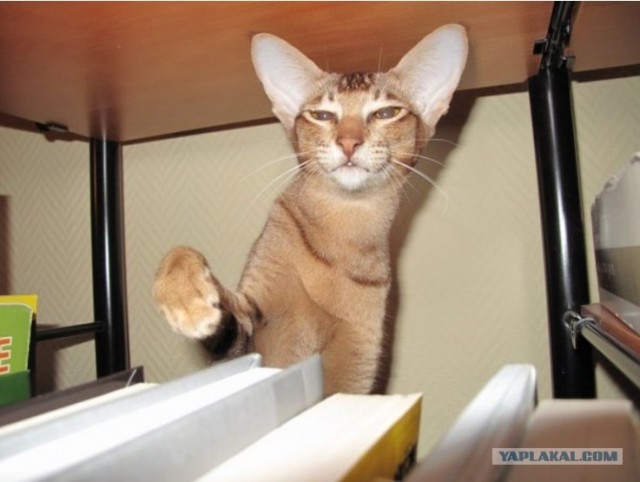 Котовторник, для любителей кошек