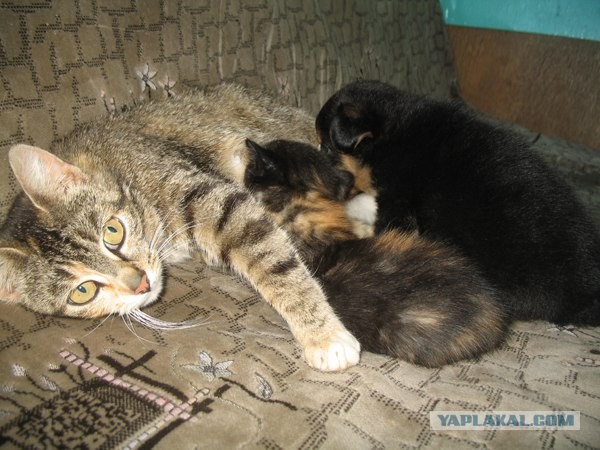 На Гродненщине кошка "усыновила" щенка