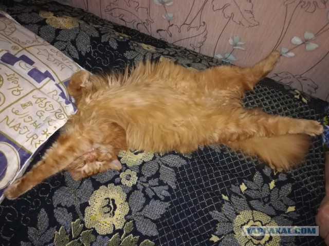 Котовторник 13-11-2018