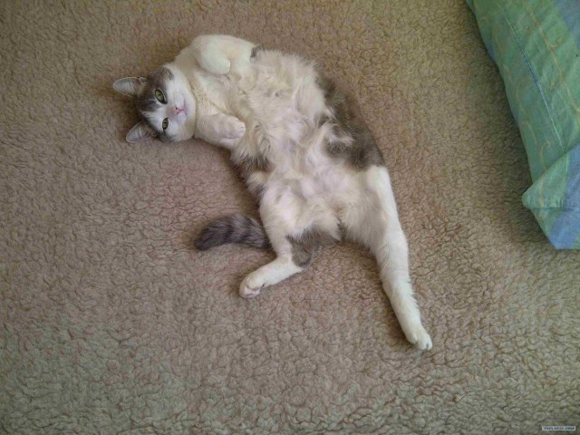 Котовторник (31.01.2012)