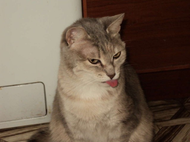 Котовторник! 13.03.2012