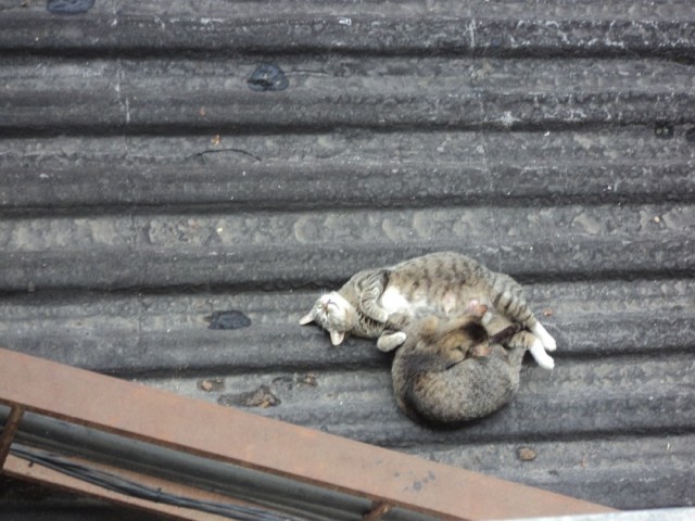 Котовторник  12. 06. 2012