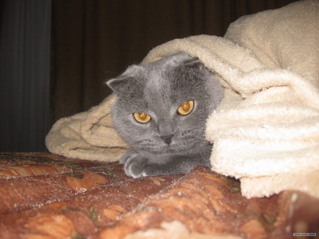 Котовторник 11.09.2012