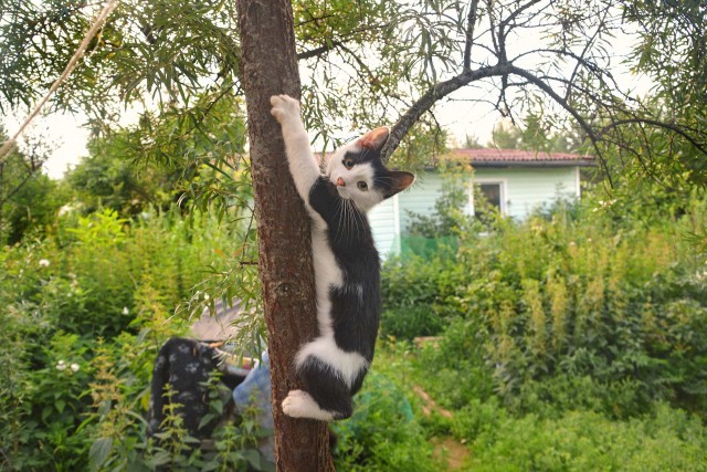 Забавные фото котеек
