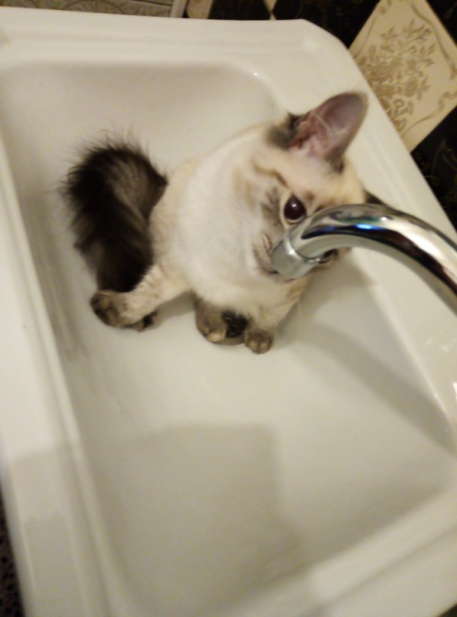 Забавные фото котеек