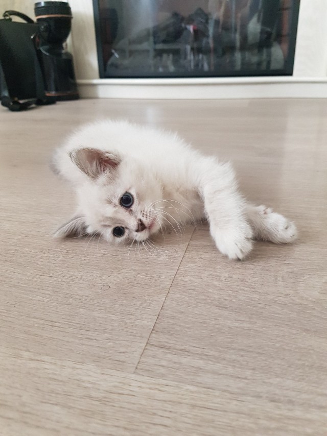 Забавные фото котеек