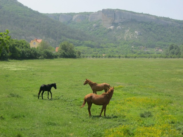 Живность из сети