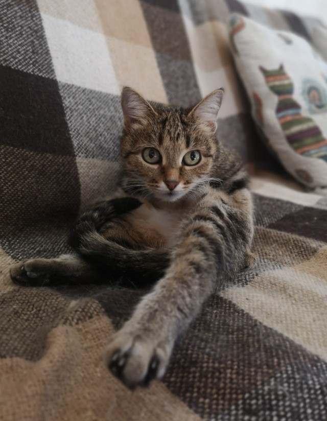 Котовторник 20.10.20