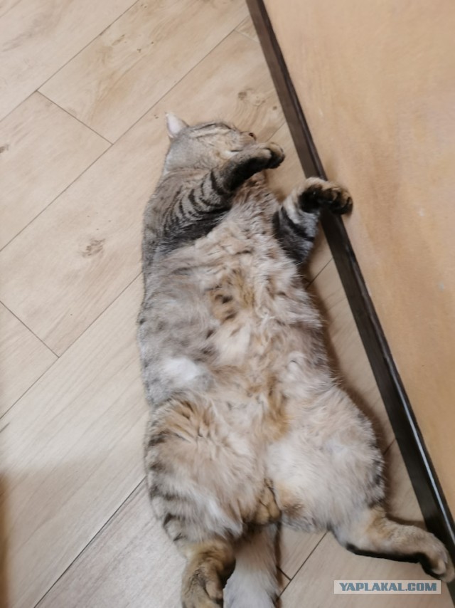 Моя красотка