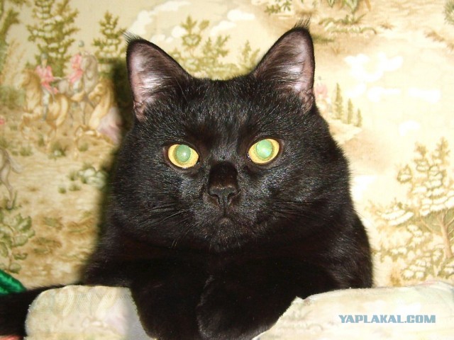 Котовторнику быть!