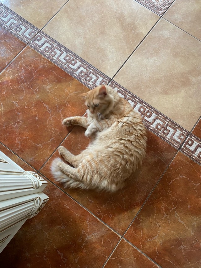 Хоба! Котовторник!