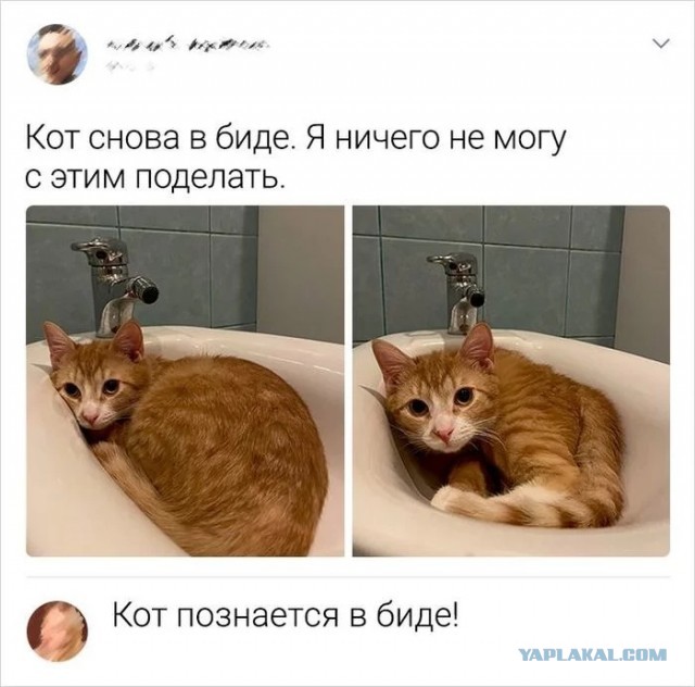 Свинегрет: картинки, надписи и прочее "на", №33