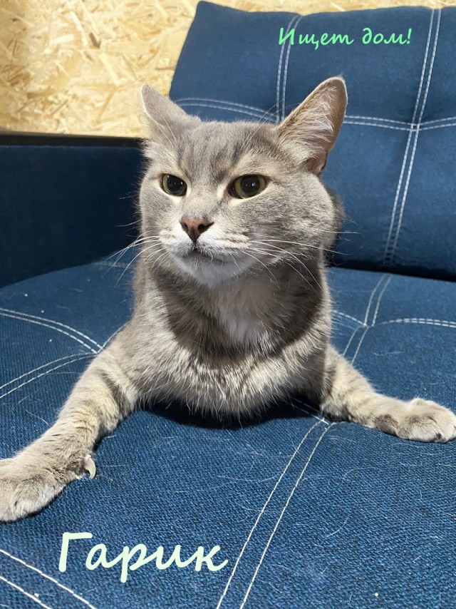 Жизнь домашнего приюта "Котоленд" 321