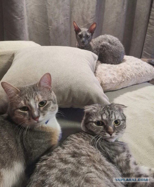Начну котовторник чуть раньше!