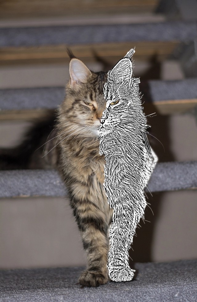 Без кота жизнь не та