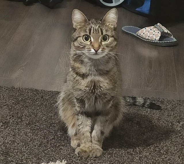 Котейку забрали из приюта