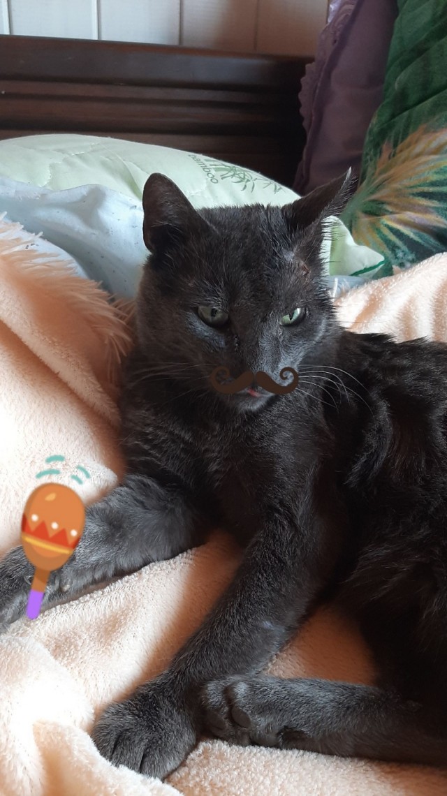 Кот Филимон