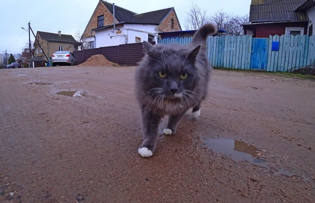 К котовторнику