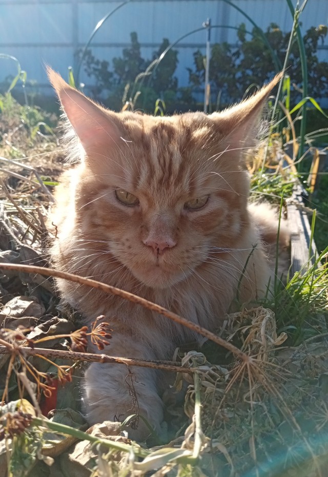 Котовторник Рыжих
