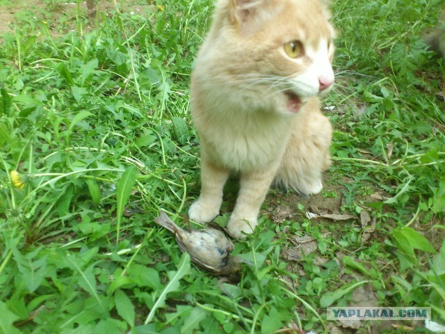 Почистил телефон