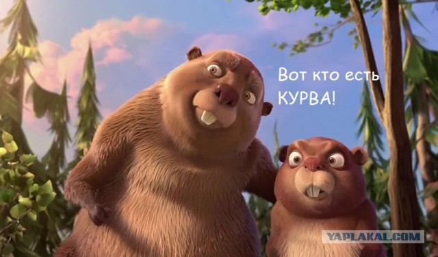Разбор бобровых плотин на видео