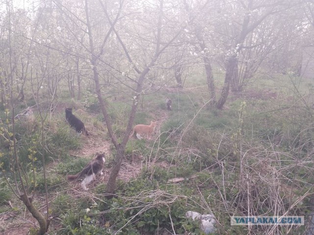 Жизнь домашнего приюта для котеек 541