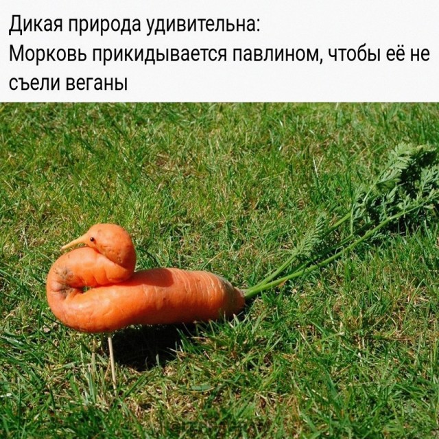 Так себе картинки 23.06.25