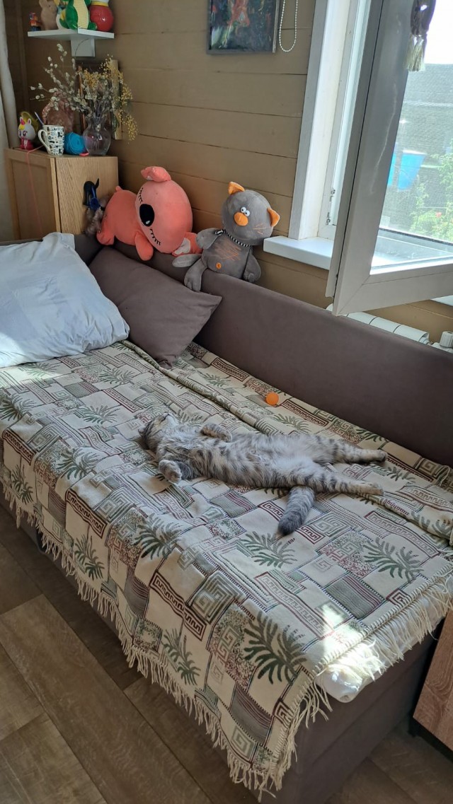 В копилку котовторника