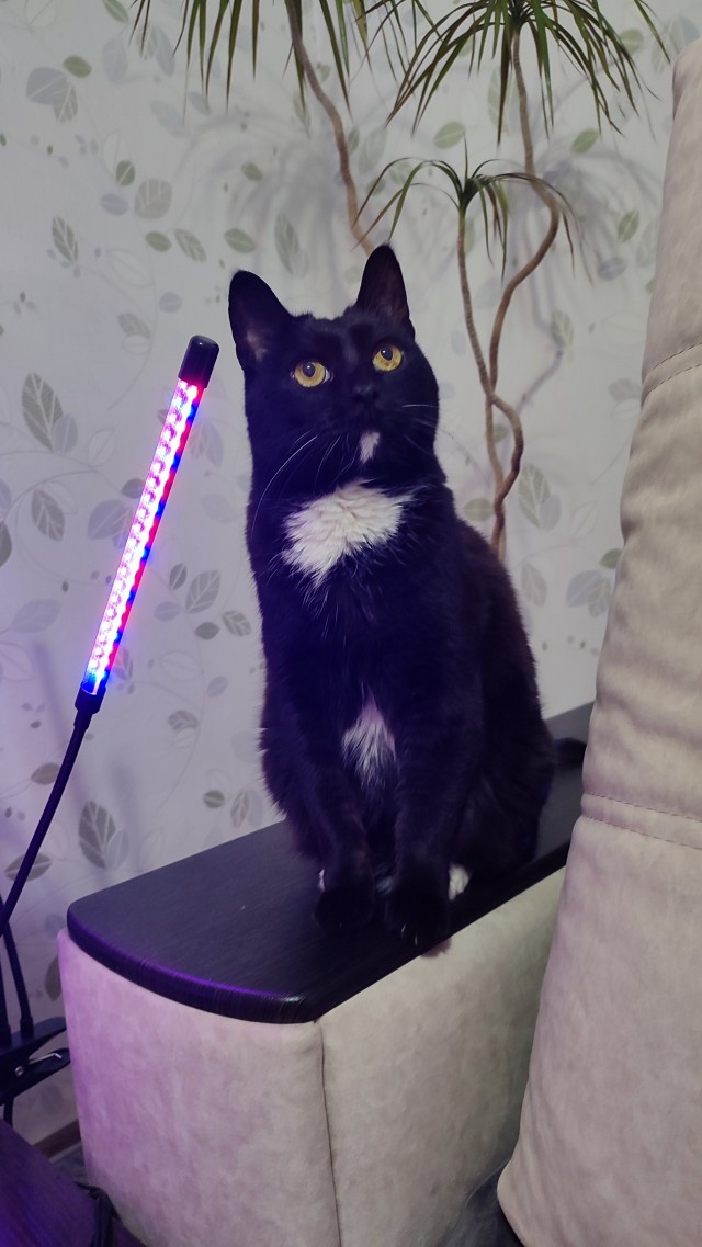 Прощаюсь с котом