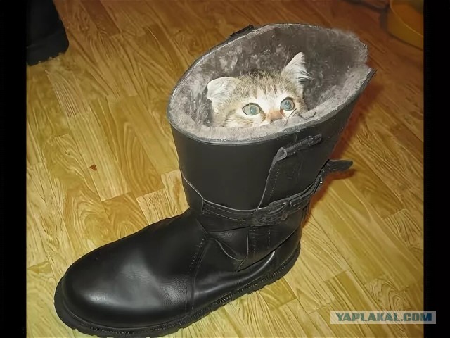 Зачем Кота в сапогах обули?