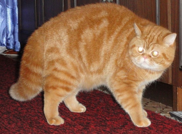 Ночной кошмар котиков