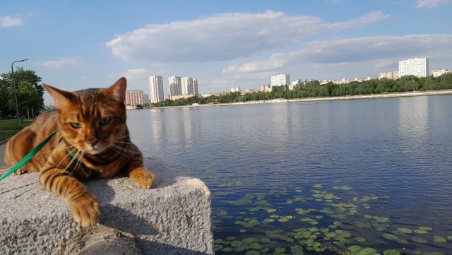Котофторник жеж