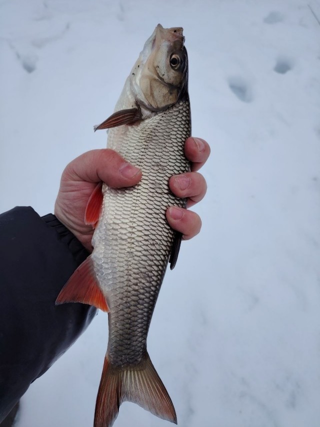 Подросток в Набережных Челнах поймал гиганского толстолобика на набережной