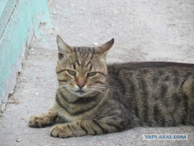 Коты Севастополя