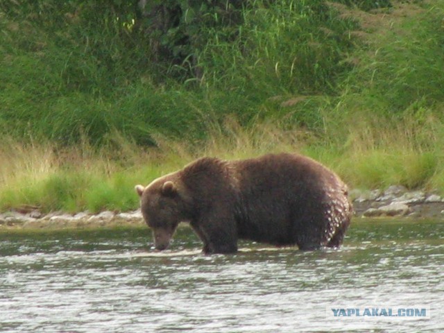 Моя Камчатка