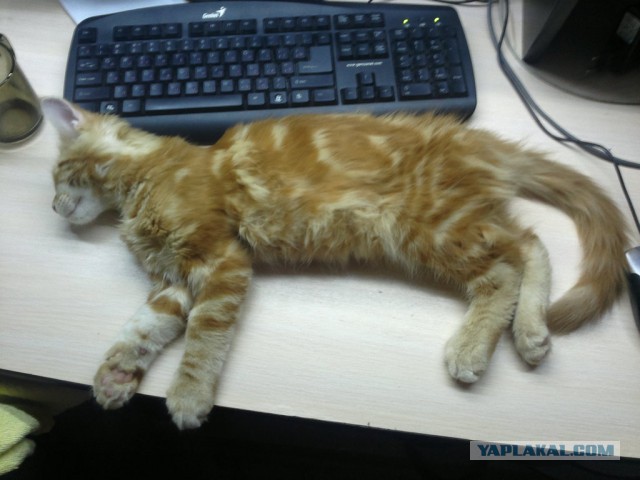 Котовторник 29.10.2013