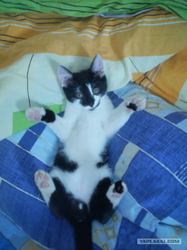 Кот барсик
