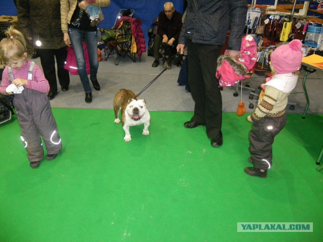 Собакочетверг на 02.01.2014